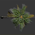 Tropical Palm Tree With Curved Trunk Green Leaves And Yellow Edges