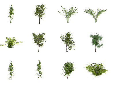 Modern Tree Shrub model