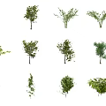 Modern Tree Shrub 3d model