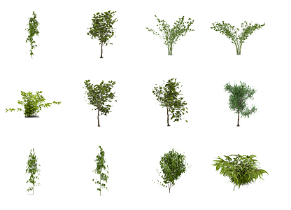 Modern Tree Shrub 3d model