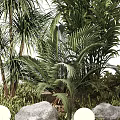 Tall Tropical Trees With Lush Green Palms Surrounding Rocks And Decorative Lights