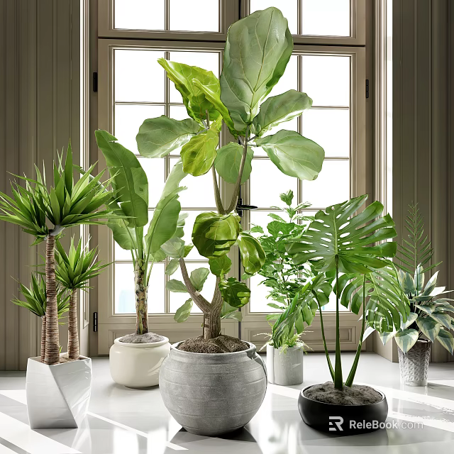 Various Types of Indoor Potted Plants with Large Leaves by Window in Different Shaped Planters 3d model 