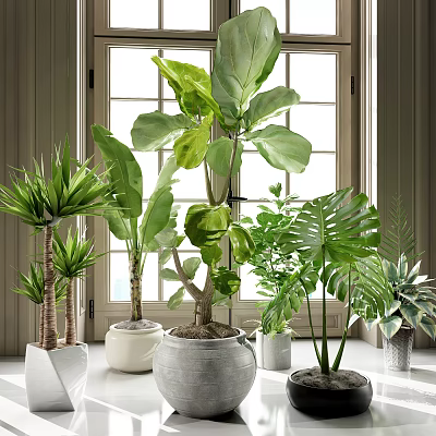 Various Types of Indoor Potted Plants with Large Leaves by Window in Different Shaped Planters 3d model