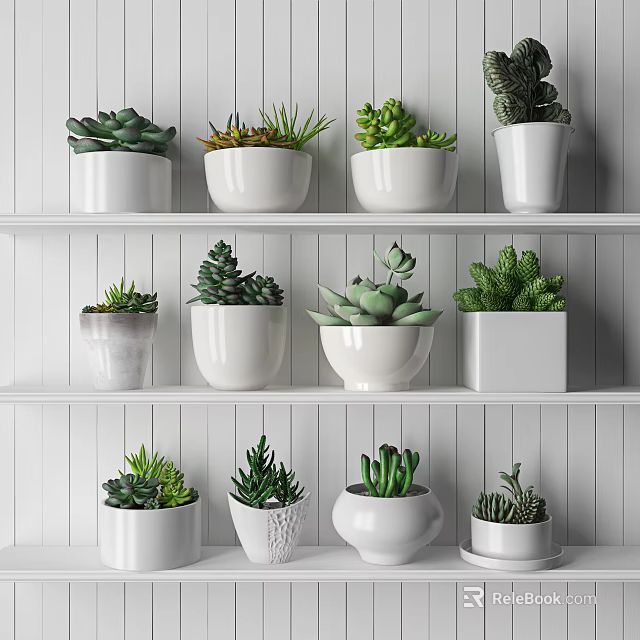 Assorted Potted Succulent Plants On White Shelves With Diverse Ceramic Pots 3d model 