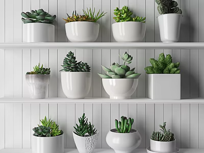Assorted Potted Succulent Plants On White Shelves With Diverse Ceramic Pots 3d model