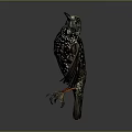 European Starling With Spread Wings And Black White Spotted Feathers On Dark Background