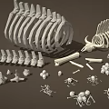 Detailed 3D Skeleton Limb Bones Models With Skull Ribs And Small Bone Parts