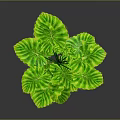 Green Plant With Large Leaves Yellow Striped Edges And Prominent Veins On Dark Background
