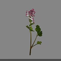 Pink Purple Flowering Plant With Green Leaves On Black Background