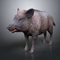 Wild Boar With Thick Fur And Sharp Tusks Standing On Neutral Background 3d model
