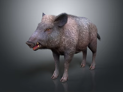 Wild Boar With Thick Fur And Sharp Tusks Standing On Neutral Background 3d model