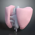 Human Thoracic Organ Lungs 3D Rendering Showing Anatomical Structure And Internal Details 3d model