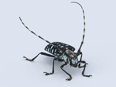 Flying Beetle With Long Antennae And Black White Spotted Body On White Background 3d model