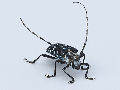 beetle ironclad cow colored glaze star beetle insect model