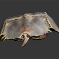 Close Up View of Horseshoe Crab with Reddish Brown Shell and Long Tail on Dark Surface