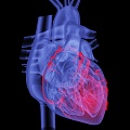 Modern Heart Human Heart 3d model