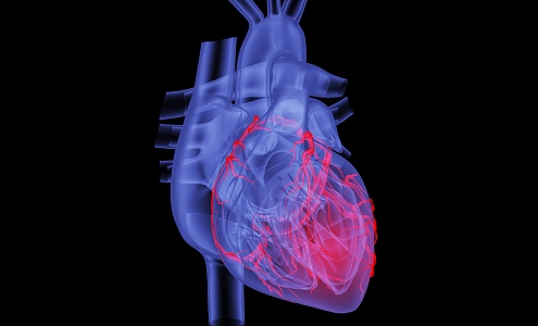 Modern Heart Human Heart 3d model