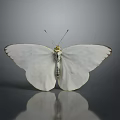 Elegant White Butterfly With Delicate Wings And Reflection On Gray Background 3d model