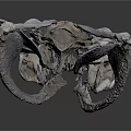 Close Up View Of Detailed Animal Skull Skeletal Structure With Cranial Features