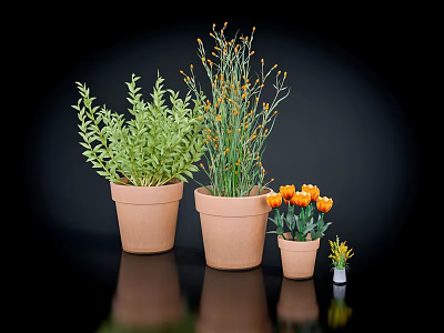 Various Green Plants and Orange Flowers in Terracotta Pots on Black Reflective Surface 3d model