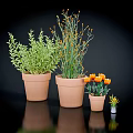 Various Green Plants and Orange Flowers in Terracotta Pots on Black Reflective Surface