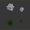 Various Sizes Green and Snow Covered Pine Trees on Dark Background with Reflections
