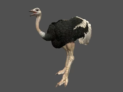 Standing Ostrich With Open Beak Black And White Feathers Long Neck And Legs 3d model