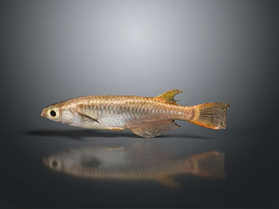 Shiny Golden Striped Fish With Orange Tail Large Eyes And Reflection On Gray Background 3d model