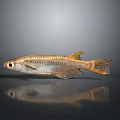 Shiny Golden Striped Fish With Orange Tail Large Eyes And Reflection On Gray Background
