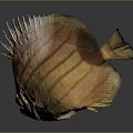 Yellow And Brown Striped Fish With Spiky Back Large Eyes Lying On Side With Reflection 3d model