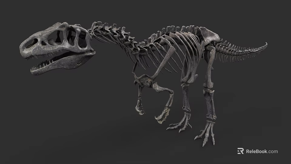 Reptile Dinosaur Skeleton Fossil Display With Prehistoric Bone Structure And Scientific Features 3d model 