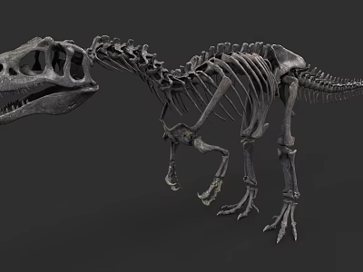 Reptile Dinosaur Skeleton Fossil Display With Prehistoric Bone Structure And Scientific Features 3d model