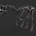 Reptile Dinosaur Skeleton Fossil Display With Prehistoric Bone Structure And Scientific Features