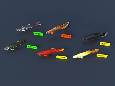 Fish 3D Model 3d model