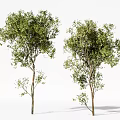 Two Arbor Trees With Lush Green Leaves And Straight Trunks Natural View