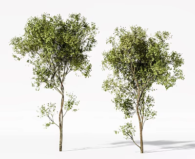 Two Arbor Trees With Lush Green Leaves And Straight Trunks Natural View 3d model