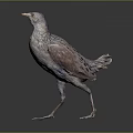 Detailed Gray and Brown Bird Standing on Gradient Gray to Black Background