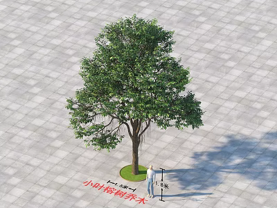 Artificial Ficus Microcarpa Arbor In Plaza With Paved Ground Person And Height Marker 3d model