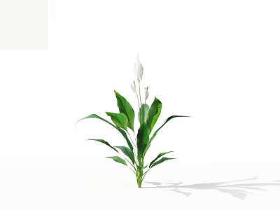Fresh Green Plant with White Flowers and Lush Green Leaves on White Background 3d model