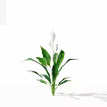 Fresh Green Plant with White Flowers and Lush Green Leaves on White Background