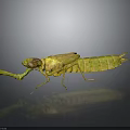 Green Mantis with Detailed Body Structure Predatory Forelegs and Reflection on Gray Gradient Background