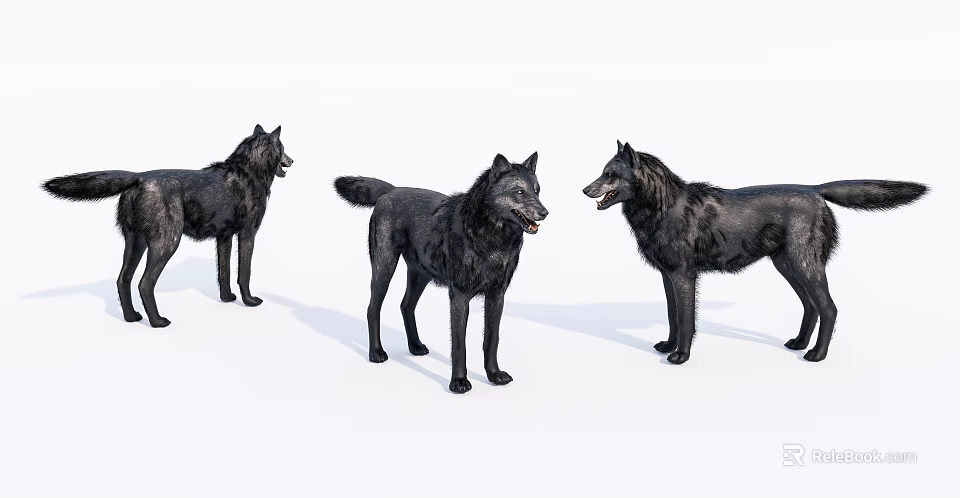 Three Black Dogs Standing In Different Positions On White Background 3d model