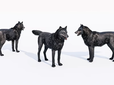 Three Black Dogs Standing In Different Positions On White Background 3d model