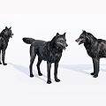 Three Black Dogs Standing In Different Positions On White Background 3d model