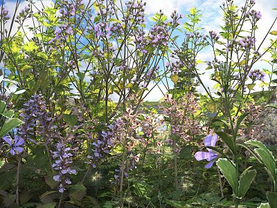 Blooming Purple Flowers And Green Leaves In Vibrant Outdoor Garden Under Sunlight 3d model
