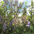 Blooming Purple Flowers And Green Leaves In Vibrant Outdoor Garden Under Sunlight