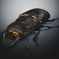 Stag Beetle With Black Body And Golden Sheen On Dark Background Showing Large Mandibles