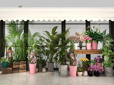 Bonsai and Potted Plants Display With Various Greenery Different Colored Pots And Wooden Shelf 3d model