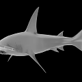 White Shark 3D Model Render on Black Background with Detailed Fin and Body Structure 3d model