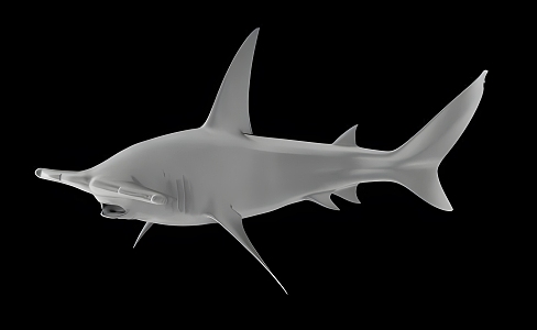 The Modern Shark 3d model